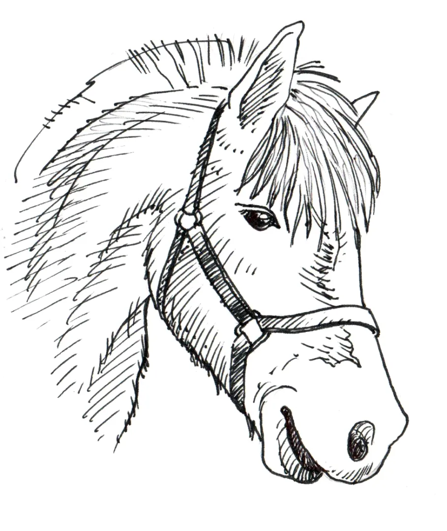 Passeggiate a cavallo